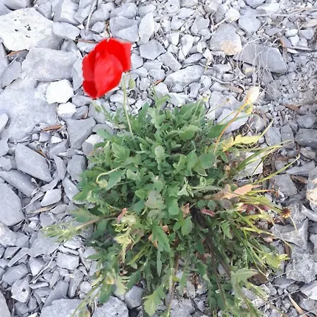 Luminaria Solis Vacation Dom wakacyjny *