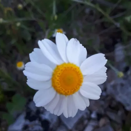 Dom wakacyjny Luminaria Solis Vacation Rogoznica (Sibenik-Knin)