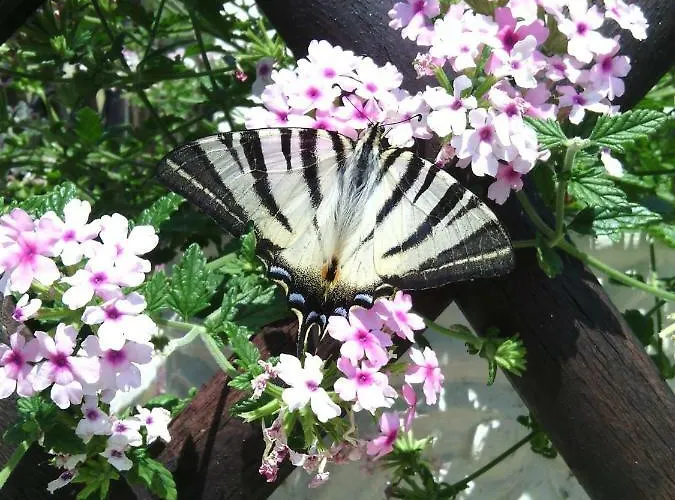 Luminaria Solis Vacation *