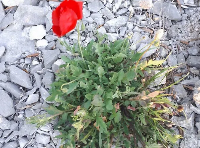 Luminaria Solis Vacation Casa de Férias *